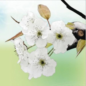 梨花梦中香资料,梨花梦中香最新歌曲,梨花梦中香MV视频,梨花梦中香音乐专辑,梨花梦中香好听的歌