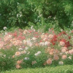 屿久资料,屿久最新歌曲,屿久MV视频,屿久音乐专辑,屿久好听的歌